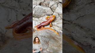 California Newt Race Out of the Creek to Avoid Rainstorm