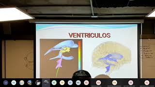 Meninges y Ventrículos