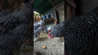 Backyard Chickens Fun 6 #chicken #hen #chickenhouse #backyardchickens #rooster #farmlife #henhouse