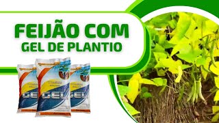 [RESULTADO NO FEIJÃO] Plantação com e sem o Gel De Plantio Hidrogel confira a diferença