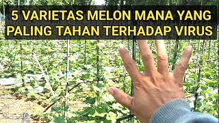 MEMBANDINGKAN 5 VARIETAS MELON YANG PALING TAHAN TERHADAP VIRUS KRITING #amandatavi #melonceria