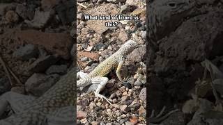 Why is this lizard white??? #wildlife #wildlifeanimals #reptiles #lizard #nevada