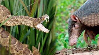 Desert Monster With Double Fangs And The Fastest Attack - The Western Diamondback Rattlesnake