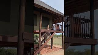 Guest Experience at nThambo Tree Camp