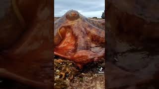 During low tide, the octopus will leave the ocean & walk between tidepools lookin’ 4 stranded snacks