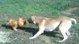 COQ ATTAQUE CHIEN: UN  SEUL SURVIVRA