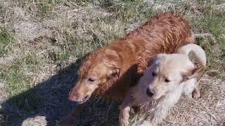 Charlie's First Swim