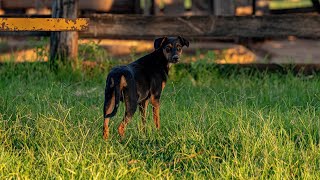 The History of Doberman Pinschers in Search and Rescue