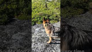 My dog's inner voice every time we do on an adventure together #jupi_thegsd #germanshepherd #shorts