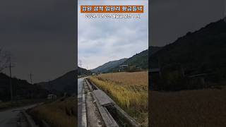 [풍경] 강원도 삼척 임원리 황금들녁 🌾