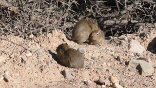 Three Montane Guinea Pigs - seen near Humahuaca, north-west Argentina