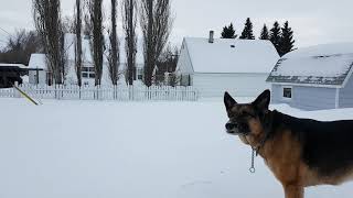 Brea Chasing Ball in the Snow