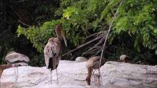 Mysore - Ranganathittu Bird Sanctuary