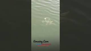 Amazing Lure