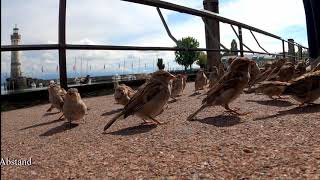 Am Lindauer Hafen ohne Abstand und ohne Maske