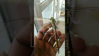 A large dragonfly 😍♥️ #shorts #short #shortsvideo #shortvideo #shortsfeed #2023