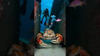 Top Marine Biologist Reveals Most Terrifying Ocean Creatures - Giant Crab #shorts #GiantSeaCreatures