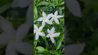 Flower Love  Video 2024