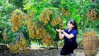 How to Harvest Longan, goes To Market Sell - Harvesting and Cooking |Tieu Vy Daily Life