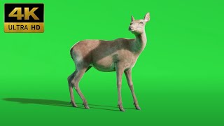 021 - Green Screen | Chroma Key | Animal 4K | Deer