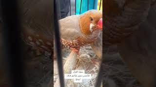 فناجس سوبر جامبو هاف اورنج #explore #birds #اكسبلور #حيوانات #shorts