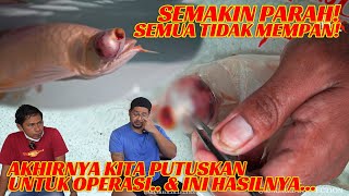 AKHIRNYA ARWANA INI HARUS DIOPERASI.. DAN INI HASILNYA..