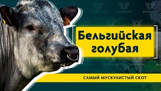 Бельгийская голубая — самый мускулистый скот в мире. Содержание, рацион, плюсы и минусы