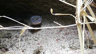 Leopardgecko neugierig