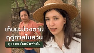 เก็บมะม่วงตามฤดูกาล | Udon Organic Farm