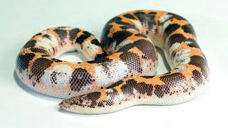 Kenyan Sand Boa Collection