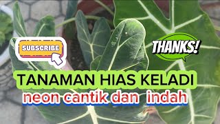 review tanaman hias keladi cantik dihalaman rumah