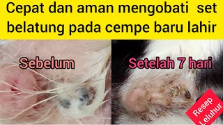 belatung pada kambing dan cara ampuh mengobatinya