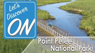 POINT PELEE NATIONAL PARK in Leamington - Let's Discover ON (DYK turkeys can fly?!?!)