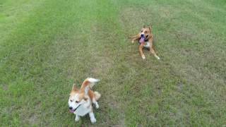 Pit mix Spike working on off-leash obedience and manners in public with Houston dog training