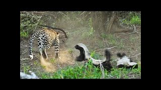 Honey Badger Rescues Her Baby from Leopard