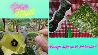 Bamya HAŞLAMADAN kışa nasıl saklanılır?, كيف تخزن البامية لفصل الشتاء؟, How to store okra for winter