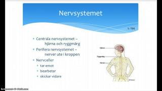 Nervsystemet