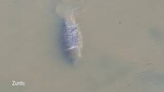 Manatee swimming