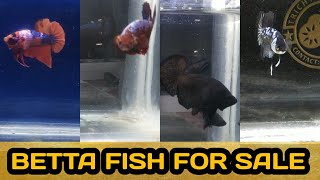 BETTA FISH FOR SALE | EXOTIC BETTA | TRICHY AQUATICS