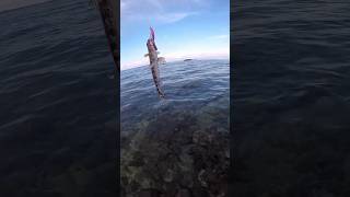 #fishingvideo #fishing #fishingmethods #shorecastingphilippines #sportsfishing #fishingfanatics