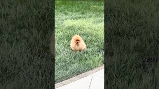 Pomeranian Dog breed #dog#doglover#shortvideo#cutedog#cute#shorts#short#youtube#youtubeshort