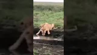 Happy hour with Lioness and Cub