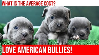 How to Choose an American Bully Puppy: Price Guide