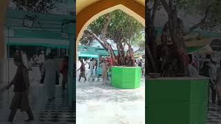 ओलाद वाला पेड़ का फल #तारागढ़ #vlog #dargah #roza #love #dargaha #poetry #dargh #live #ajmer