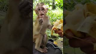 Most beautiful action feeding poor Macaque.#shorts