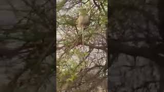 Tiger Climbs Up Tree To Catch Monkey For Dinner #tiger #monkey #shorts #wildanimals #animals