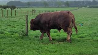 limousin Bull AE3