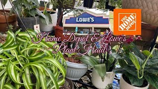 Plants Haul at Home Depot and Lowe’s || #mylittlejungle #planthaul