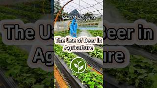 The use of Beer in agriculture #plants #shortvideo #garden #youtubeshorts #howto #farming #video