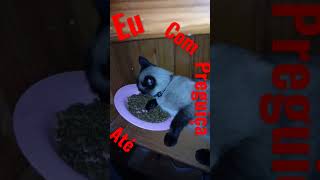 Preguiça até pra comer 🤦🤠 #viral #shorts #gatos